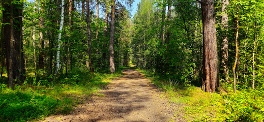 country road in the forest