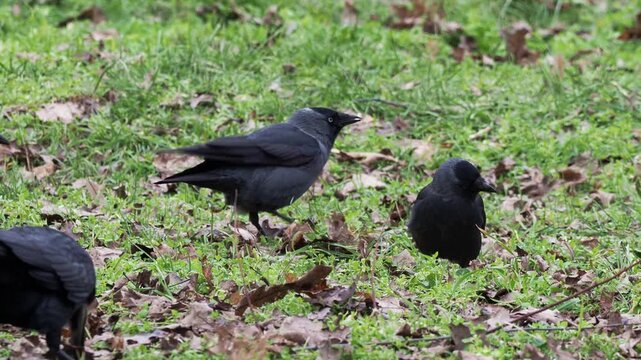 The western jackdaw, Corvus monedula and rooks, Corvus frugilegus searching for food in grass in witer