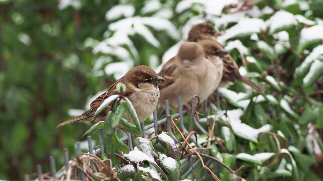 House sparrows perched on a fence in urban winter landscape, Passer domesticus