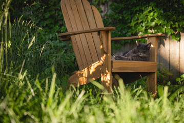 Naklejka premium Grey Cat Lounging on a Lawn Chair