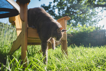 Grey Cat Stepping down from Lawn Chair © Nate