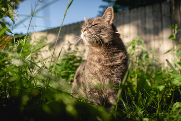 Grey Cat With Face in the Sun among Tall Grass © Nate