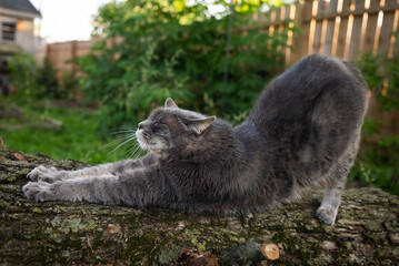 Grey Cat Stretches on a log © Nate