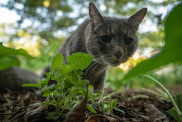 Grey Cat Looks for Catnip or Catmint © Nate