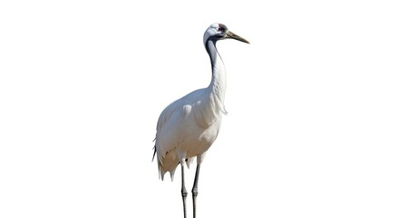 Obraz premium Elegant crane standing against white background ideal for diverse applications