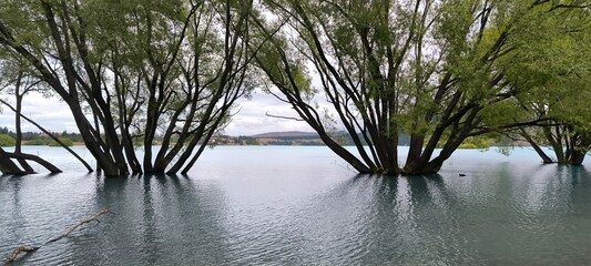 a flooded lake with trees in the fore