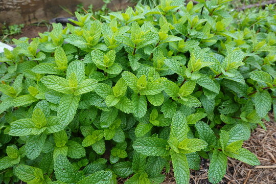 Fresh spearmint plant growing in an outdoor garden