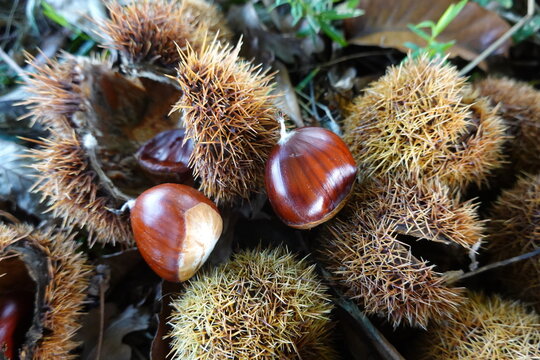 Ripe chestnuts falling from spiky burrs in autumn forest