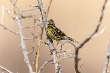 木の枝にとまるアオジ