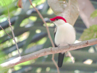 soldadinho do araripe,