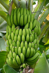 large bunch of green bananas (musa) growing on a tree © Flowal93