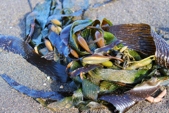 Giant kelp (Macrocystis pyrifera), a type of marine algae