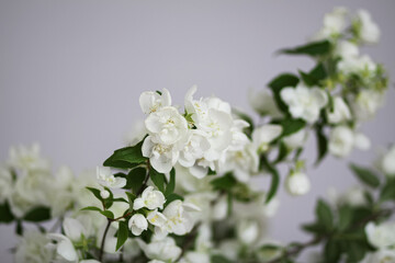 Fototapeta premium Soft daylight illuminates Philadelphus flowers in a vase.