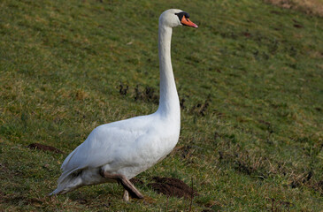 Obraz premium white mute swan (cygnus olor) walking on green grass in a park