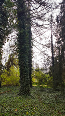 Obraz premium Hedera helix wraps tightly around a tree trunk in a forest. Natural growth and peaceful woodland beauty.