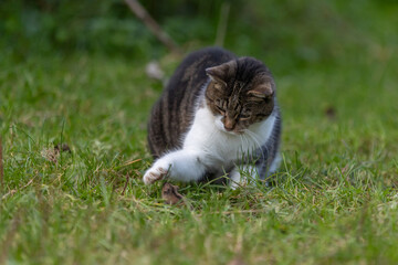 Katze f&auml;ngt Maus