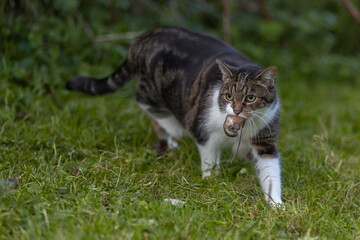 Katze f&auml;ngt Maus