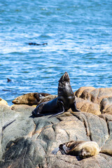 Fototapeta premium Sea Lions Basking In The Sun On A Rock; Cabo Polonio, Uruguay