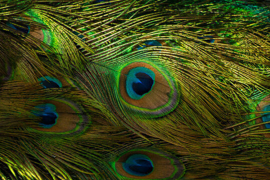 Pavo real. Textura pavo real.
