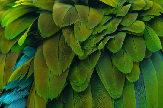 Textura Loro. Loro Plumas.