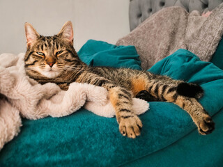 A cat is laying on a blue blanket. The cat is relaxed and comfortable. The blanket is soft and cozy, providing a perfect spot for the cat to rest. Time for break concept.