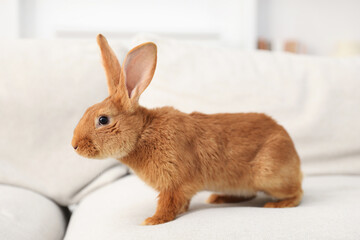 Cute brown bunny on sofa at home
