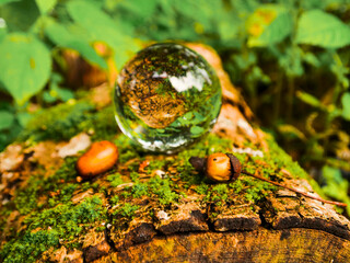 Scene in a forest with glass ball on a fallen tree trunk and a few acorn. The scene is peaceful and serene.