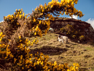 Wool sheep grazing grass on a hills of Connemara, Ireland. Agriculture and farming industry. Warm sunny day.