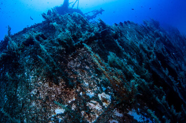 Obraz premium Side Wall of P29 Wreck Covered in Marine Vegetation, Malta