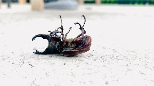 Siamese rhinoceros beetle lying on its back. side view video