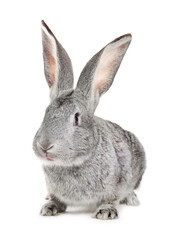 Obraz premium Cute fluffy Easter bunny isolated on white