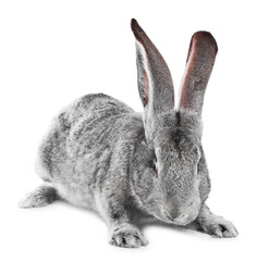 Obraz premium Cute fluffy Easter bunny isolated on white