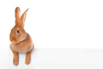 Fototapeta premium Cute fluffy Easter bunny isolated on white