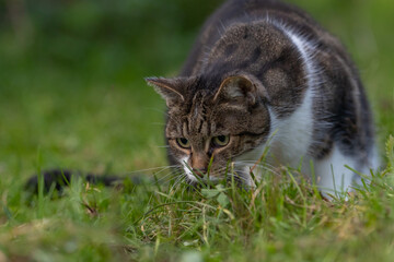 Katze f&auml;ngt Maus
