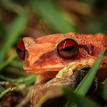Coqui Churi of Puerto Rico