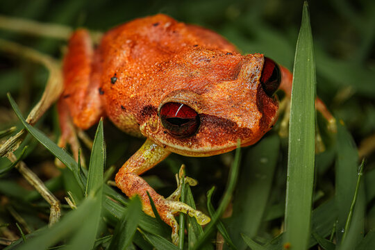 Coqui Churi of Puerto Rico