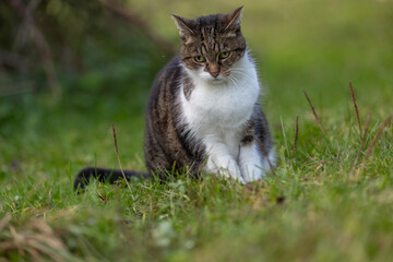Katze mit sch&uuml;chternem Blick