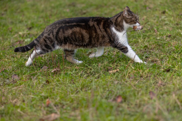 Katze f&auml;ngt Maus
