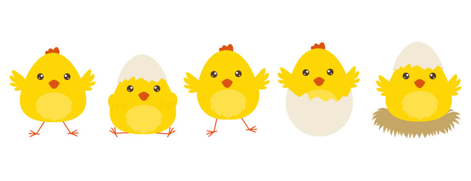 Cute cartoon yellow chicks set hatching from eggs in flat vector style