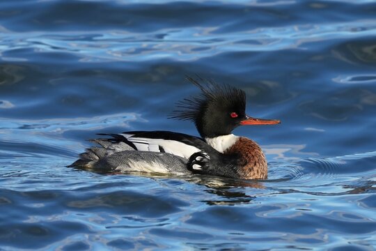 The red-breasted merganser (Mergus serrator) is a duck species that is native to much of the temperate to subarctic Northern Hemisphere. 