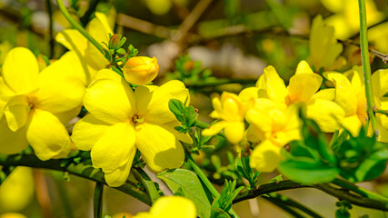 山吹の花のアップ