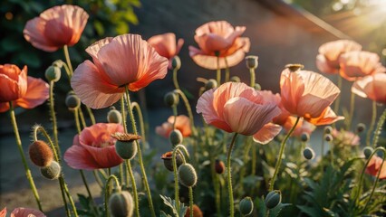 Fototapeta premium Delicate pink poppies unfurl their tender petals in a lush garden bed, surrounded by vibrant green foliage and warm sunlight
