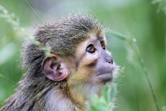 Gabon talapoin (Miopithecus ogouensis) in the nature close up