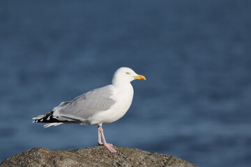 Obraz premium a seagull standing on a rock