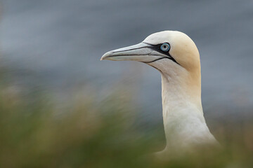 Northern Gannet (Morus bassanus) portrait.