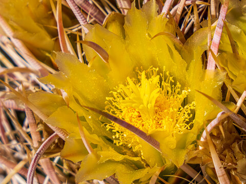 Macro shot of a yellow Barrel Cactus (Ferocactus cylindraceus) blossom, with intricately detailed yellow pistils and stamens and translucent pollen-dusted petals, nestled in a bed of dense spines.