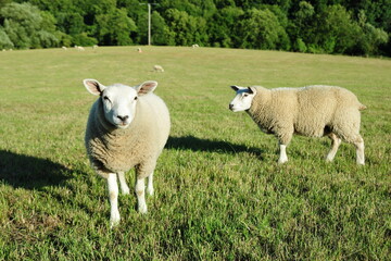 Fototapeta premium White woolly sheep in a lush green farm field in rural England