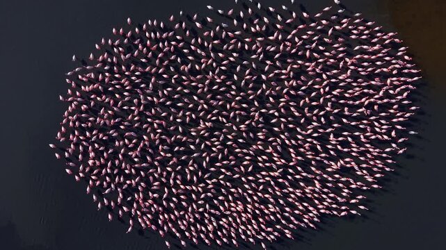Flamingos come together in a stunning formation, their vibrant pink feathers contrasting beautifully against the dark water, capturing the tranquility of nature at dusk.