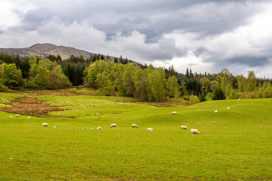 Spring Scottish landscape with wild field of fresh green grass, trees and mountains