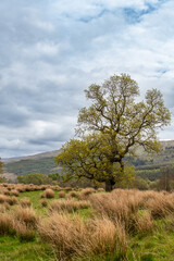 Fototapeta premium Spring landscape with green field, trees and mountains. Scotland. Dramatic sky.